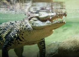 With his comment at the comments section below, i learned about gomek, a monster saltwater crocodile. Dubai Aquarium And Underwater Zoo