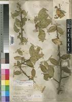 Image result for Haplocoelum