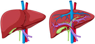 Check spelling or type a new query. Two Diagram Of Liver Anatomy 359160 Vector Art At Vecteezy