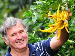 Buddha's hand brings sweet success for growers of exotic citrus