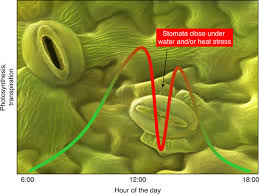 Steve hoffman is an audiophile music restauration specialist. Emerging Satellite Observations For Diurnal Cycling Of Ecosystem Processes Nature Plants