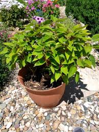 Poinsettia From Aldi S At Christmas Plants Garden Poinsettia