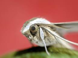 Image result for Catocala electa