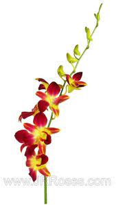Purple And Yellow Dendrobium Orchid Bulk Flowers J R Roses Wholesale In 2021 Dendrobium Orchids Orchids Flower Care