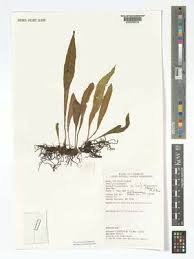 Image result for Loxogramme abyssinica