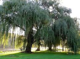 Image result for Salix babylonica