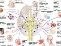 Image result