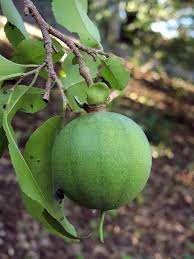 Image result for Oncoba