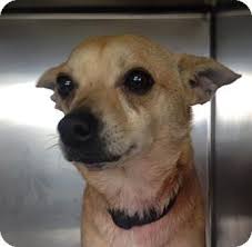 Image Result For Feist Chihuahua Mix Kitten Adoption Chihuahua Mix Pets