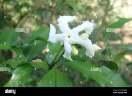 Image result for Tabernaemontana crassa