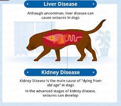 Why Do Old Dogs Have Seizures Canna Pet