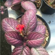 Jenis bunga hias gantung ini memiliki ukuran yang kecil, namun jangan diragukan soal keindahan jenis bunga hias yang satu ini. Jual Bunga Hidup Tanaman Hias Gantung Terbaru Lazada Co Id