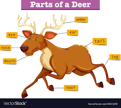 Diagram Showing Parts Of Deer