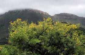 Image result for Acacia karroo