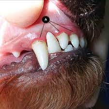 In dogs, the most common causes are the streptococcus and actinomyces bacteria. Pdf Periodontal Disease In Dogs