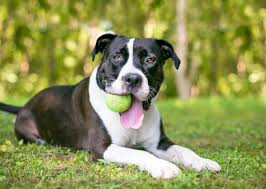 There are few dogs out there more controversial than the pitbull. American Pitbull Terrier Steckbrief Geschichte Charakter Haltung