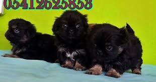 Pekines Yavru Pekinez Hayvanlar
