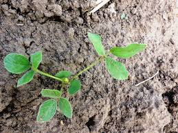 Image result for Calopogonium mucunoides