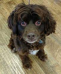 Please feel free to call or text to reserve or ask a question. Savannah Ga Boykin Spaniel Meet Brandy A Pet For Adoption