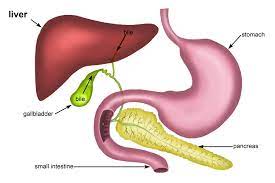 The Liver Is A Very Important Organ Used To Produce Bile