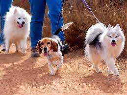 Our mission is to provide the best quality of care, advocacy and shelter for lost and homeless animals seeking new permanent loving homes. Your Local Shelter Wants You Petfinder
