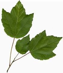 This disease is most severe under cooler and moist spring conditions. Acer Rubrum Wikipedia