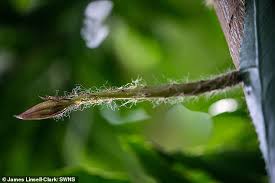 The rare amazonian cactus called the moonflower at cambridge university's botanic garden blossoms for what botanists believe is the first time what a beauty!, a spokesperson for the gardens said. Cactus Australiannewsreview