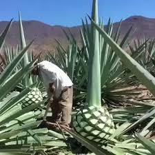 Check spelling or type a new query. Harvesting Agave To Make Tequila Agave Plant Tequila You And Tequila