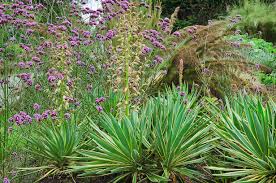 Image result for Yucca gloriosa