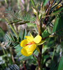 Image result for Chamaecrista