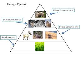 Many consumers feed at more than one trophic level. This Shows How The Energy Percentage Goes Down As You Move Further Up The Energy Pyramid Energy Pyramid Pyramids Life Science