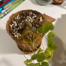 Image result for Dioscorea dregeana