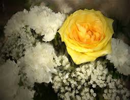 Check spelling or type a new query. Yellow Rose Among White Carnations Photo Nita Mata Photos At Pbase Com