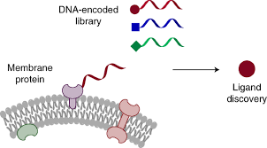 Information about other identifiers assigned to the device. Selection Of Dna Encoded Chemical Libraries Against Endogenous Membrane Proteins On Live Cells Nature Chemistry