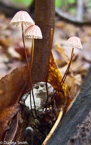 Image result for Marasmius siccus
