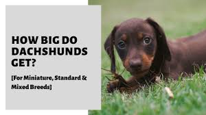 You should budget anywhere from $2,000 upwards to $10,000 or even more for a mini dachshund with top breed lines and a superior pedigree. How Big Do Dachshunds Get For Miniature Standard Mixed Breeds