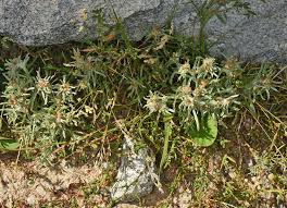 Image result for Gnaphalium unionis