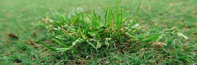 Image result for Poa