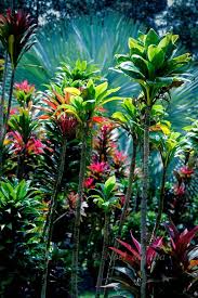 Tropical Garden Exotische Pflanzen Tropischer Garten Tropische Garten