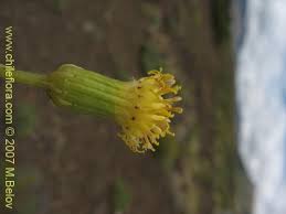 Image result for Senecio sp.no.4