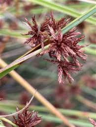 Image result for Cyperaceae
