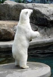 Grand ours polaire debout 3.30 m. Si Comme Antoine Reiller La Taille D Un Ours Polaire Debout Te Preoccupe Posts Facebook