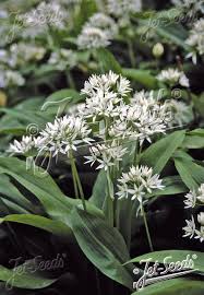 Image result for Allium ursinum