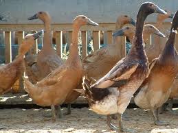 Kami juga akan memberikan garansi bila terjadi kematian pada bibit bebek anda. Bebek Petelur