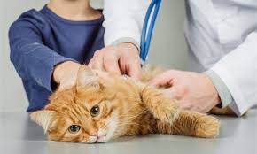 Jangan segera panik, kerana haiwan boleh menolak, ia adalah untuk pelbagai pelbagai sebab. 17 Ciri Ciri Kucing Mau Mati Beri Pertolongan Ini Segera
