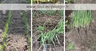 Comment Avoir De Beaux Et Longs Blancs De Poireaux En 5 Etapes Repiquer Des Poireaux Poireaux Cultiver