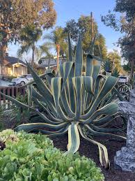Image result for Agave americana