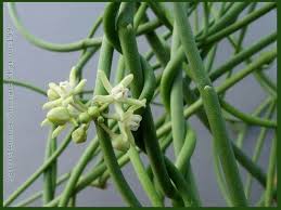 Image result for Cynanchum mulanjense