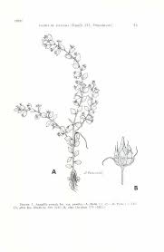 Image result for Anagallis pumila