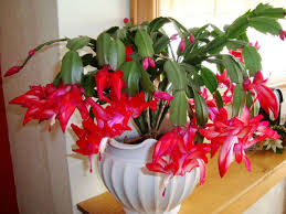They absorb moisture and nutrients from also, be sure not to over water your newly rooted cactus to avoid rot. 2 Pink Christmas Thankgiving Cactus Zygo Schlumbergera Rooted Live Plant Ebay Christmas Cactus Christmas Cactus Plant Christmas Cactus Care